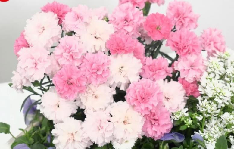粉色康乃馨花语多少朵,粉色康乃馨花语代表什么意思