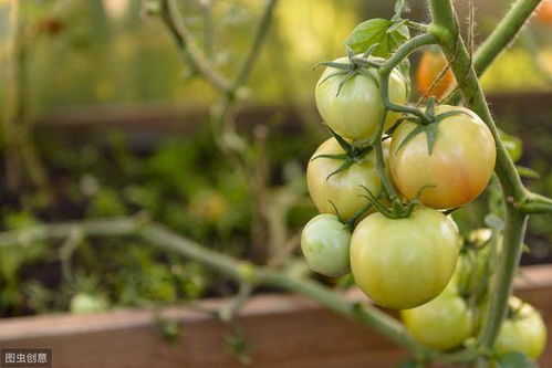 西红柿的种植方法和管理技术视频[西红柿的种植方法和管理技术视频讲解]