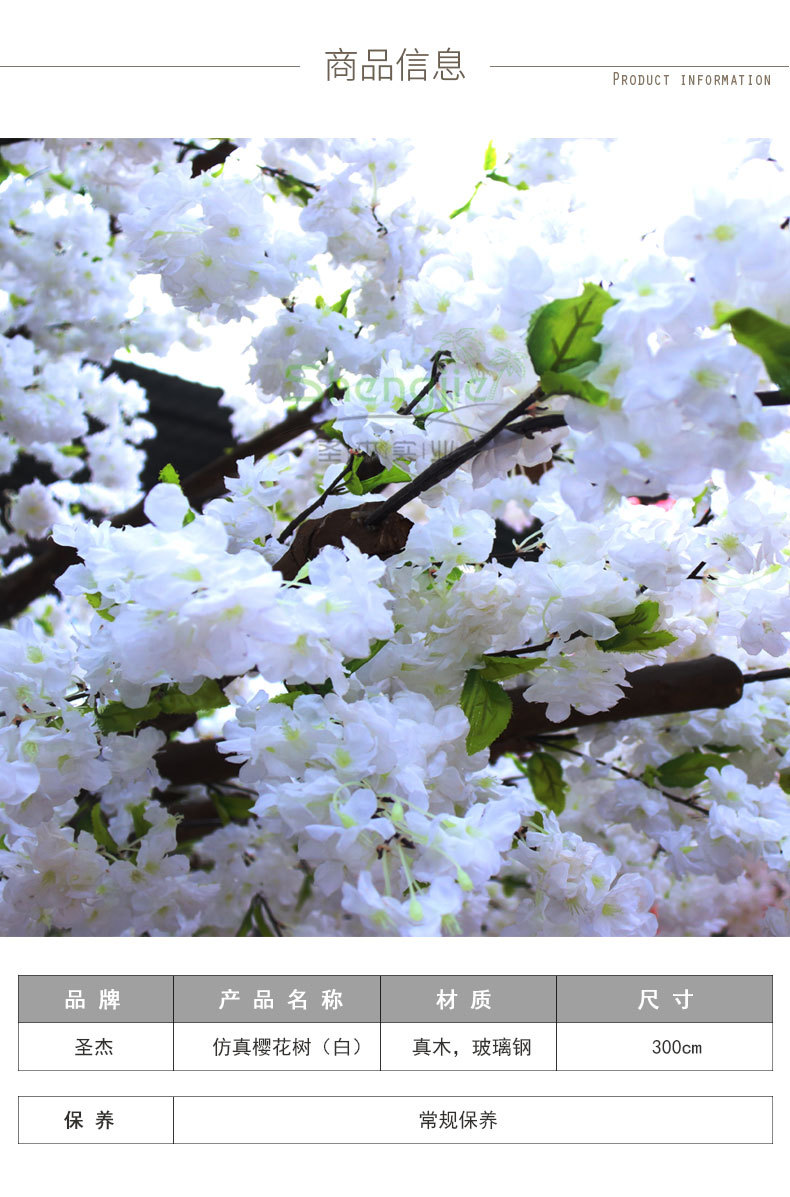 白色樱花,白色樱花代表什么含义