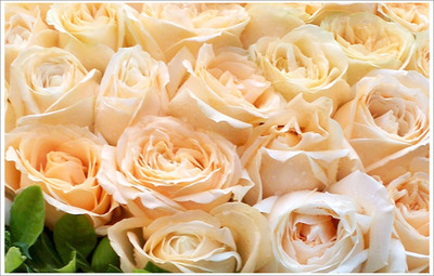 香槟玫瑰花语8朵花语,香槟玫瑰花语11朵花语