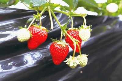 家庭种草莓的方法,家种草莓如何种植