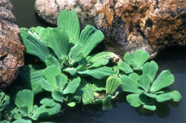 浮水植物有哪些,挺水植物和沉水植物