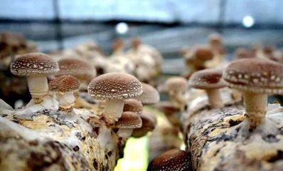 蘑菇种植,蘑菇种植温度多少合适