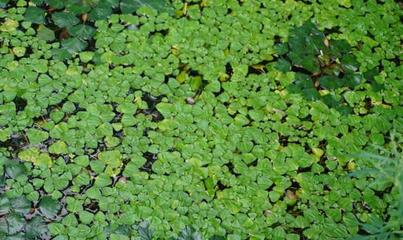常见浮水植物有哪些,什么叫浮水植物