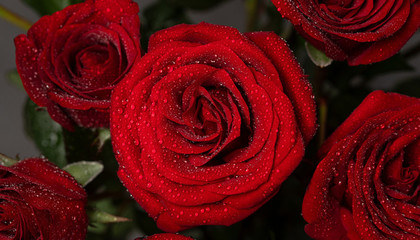 红玫瑰代表什么意思啊,红玫瑰花语是什么意思 寓意